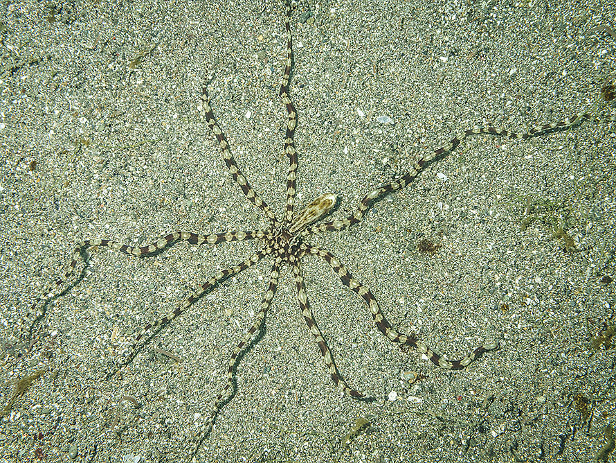 Wunderpus photogenicus